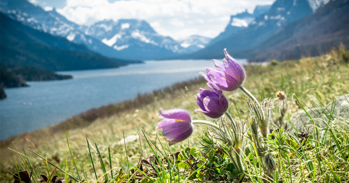 L'image montre des fleurs sauvages sur un versant alpin, près d'une rivière, avec des montagnes à l'horizon.